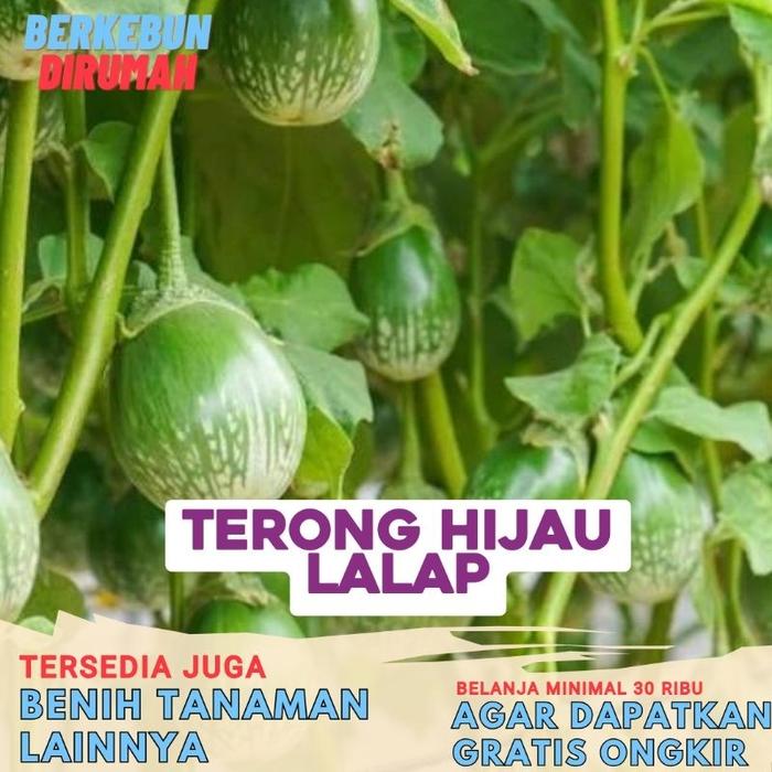 Benih Terong Lalap Hijau F1 Unggul Mudah Tumbuh Terung Bulat Lalap Hijau Bibit Berkebun Dirumah