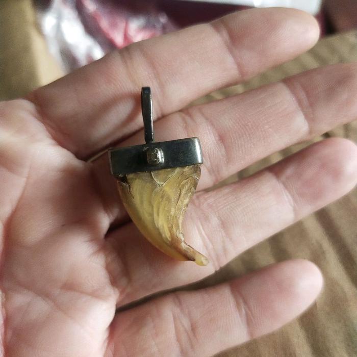 Kuku Macan Asli Ori Bisa Pake untuk Bandul Kalung Kualitas Terbaik dan Tahan Lama