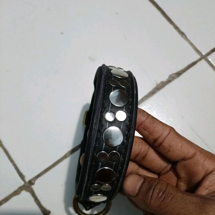 kalung anjing pemburu,dan anjing rumah