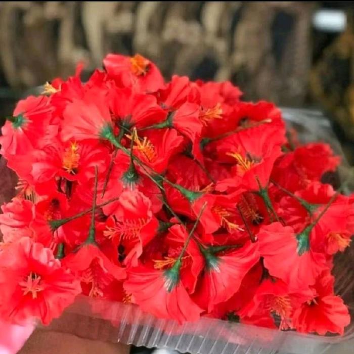 Bunga Pucuk Merah Single | Pucuk Merah Palsu