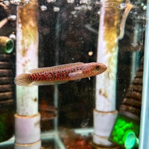 Chana Asiatica Kalimaya / Hiasan Aquarium / Tankmate