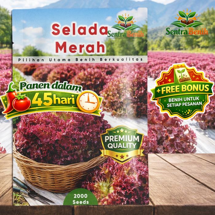 [FRESHPACK] Benih Selada Merah Keriting 2000 Biji Seed Lettuce / Selada Grand Rapids