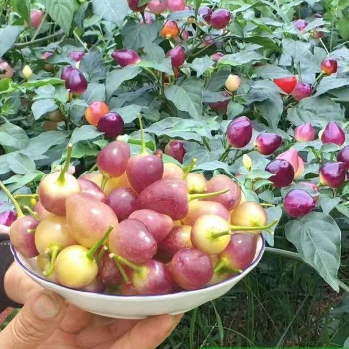 150 biji Benih Bibit Cabe-Pepper Rainbow-Dapat dimakan, hias, dan dapat ditanam sebagai tanaman pot