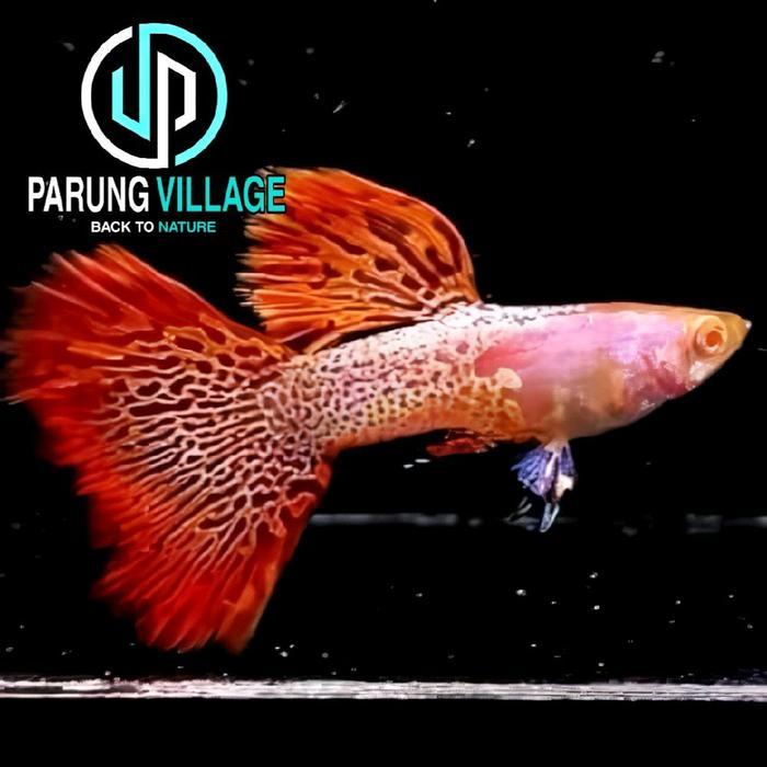 Ikan Hias Guppy Albino Metal Red Lace