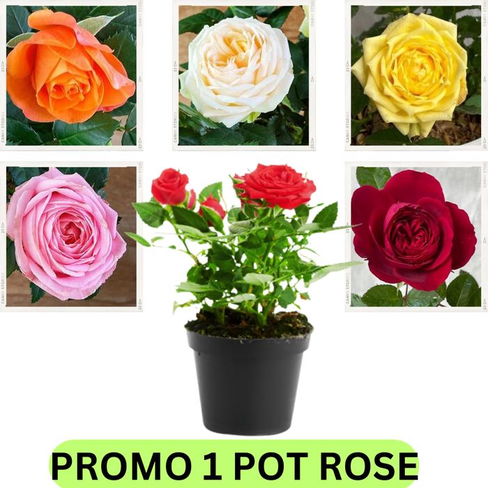 [ PROMO PAKET 3 POHON ] Tanaman Hias Hidup Bunga Mawar Bibit Bunga Hias Hidup Asli Bibit Mawar Merah