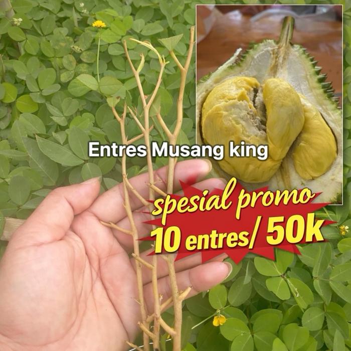Entres Durian Musang King paket deal ( 6 tunas mata)