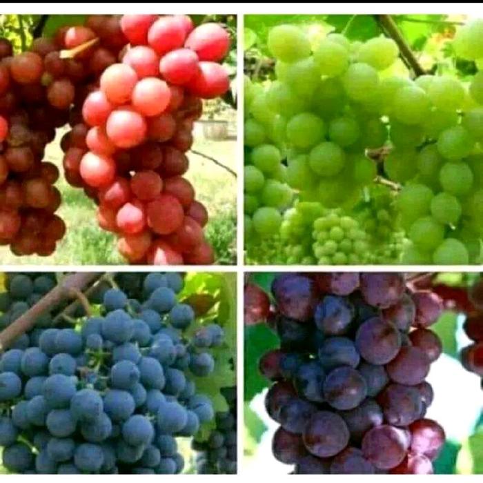 bibit benih anggur manis paket isi 3pohon( hijau,merah,hitam )