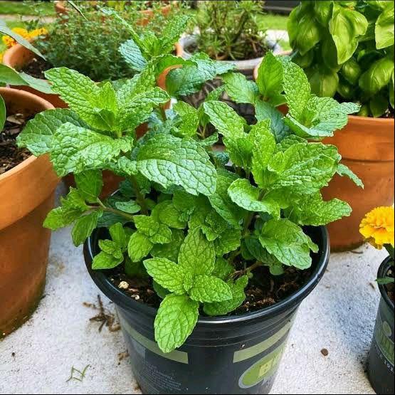 Tanaman herbal daun mint - pohon daun mint