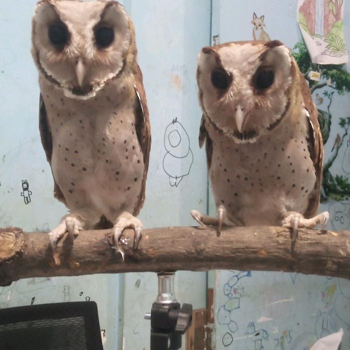 Oriental Bay Owl (OBAY) Serak Bukit - Burung Hantu dengan Bulu Coklat dan Putih