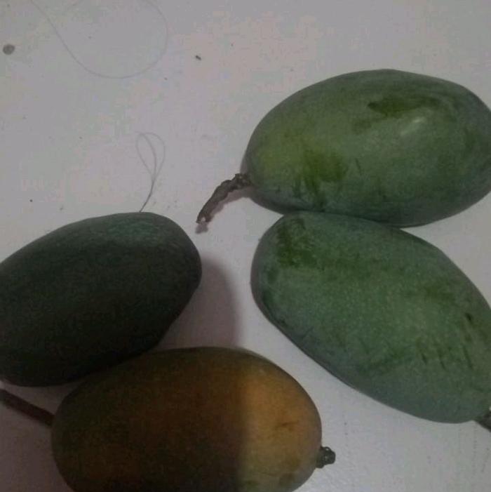 mangga  manis madu legit murah