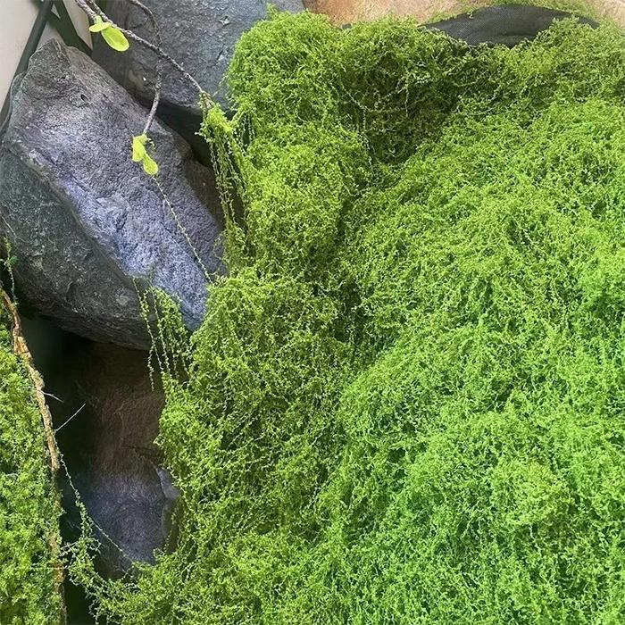 30G Artificial Moss/Moss Palsu Lumut Awetan Tender Moss Artificial Ekorasi Lumut Kering Lumut Tiruan