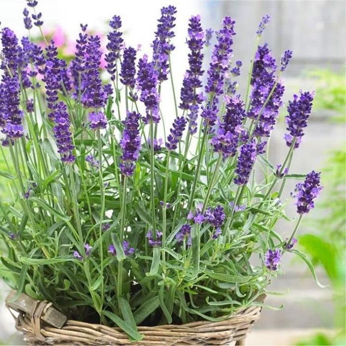 Benih Lavender Super Wangi Isi 25 Benih