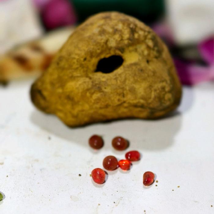 Mustika Mirah Delima Asli Alam Fosil Buah Delima Biji Mirah Langka Bertuah Original