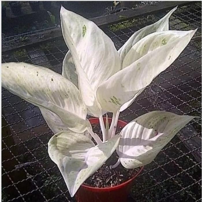 Tanaman Hias Aglonema Legacy Salju Murah Meriah(Bisa Cod)