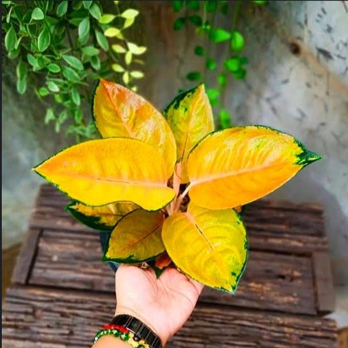 Tanaman Aglonema Sultan Brunei - Bunga Aglaonema Murah Kuning Bukan Bonggol Bibit - Tanaman Hias Hid