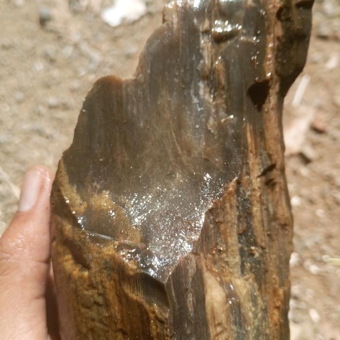 fosil kayu stigi laut kristal tembus cahaya bahan sudah kristal tembus senter