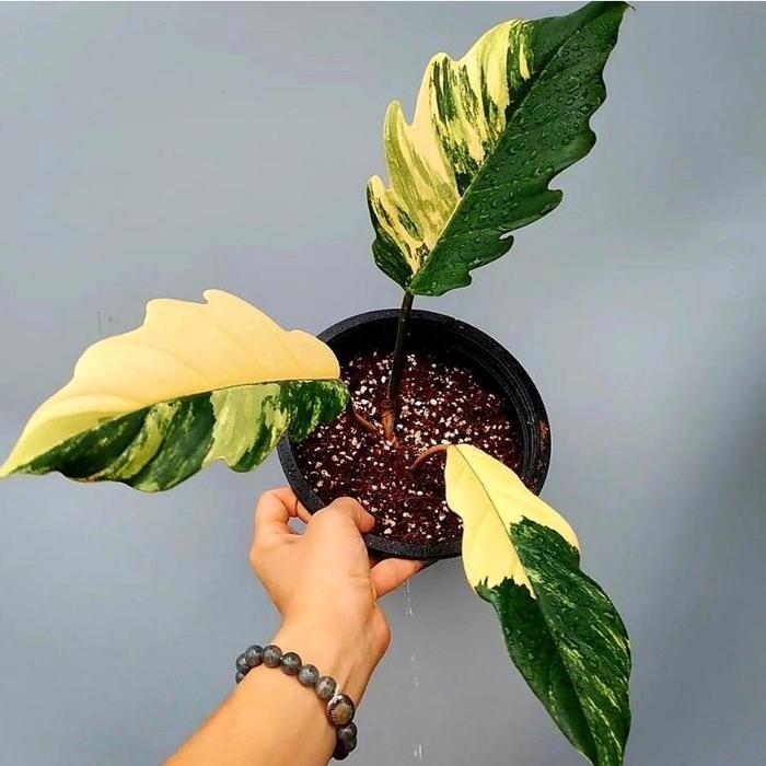 Syngonium Caramel Marble/ Syngonium / Singonium / Syngonium Pink / Singonium Pink / Singonium Pink S
