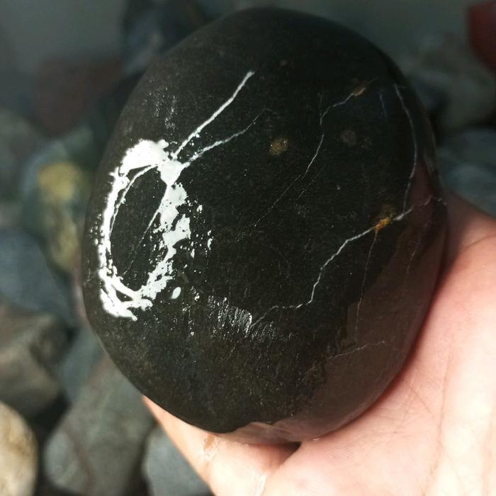 fosil kelor hitam dop berserat putih alami