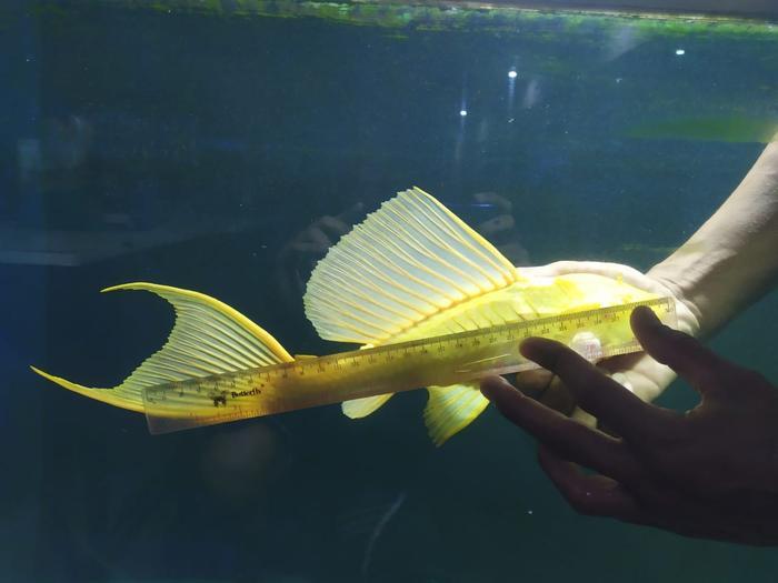 Ikan Sapu-Sapu Pleco Gibbicep L083 Algaeater - 5cm