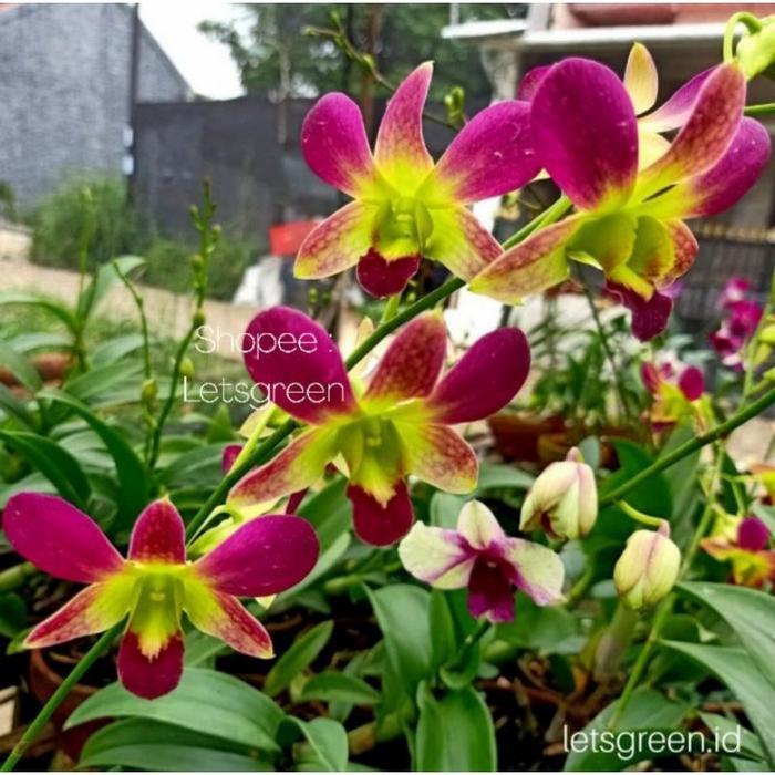 Seedling Anggrek Dendrobium Hybrid Peace Summer
