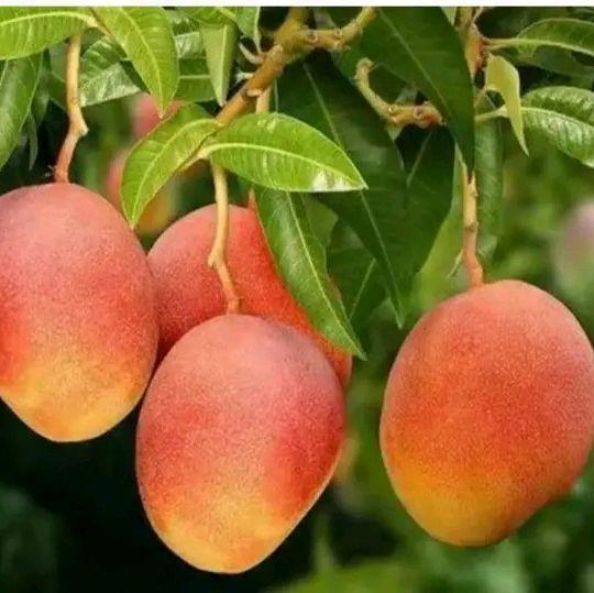 mangga gedong gincu super unggul cocok untuk tabulampot