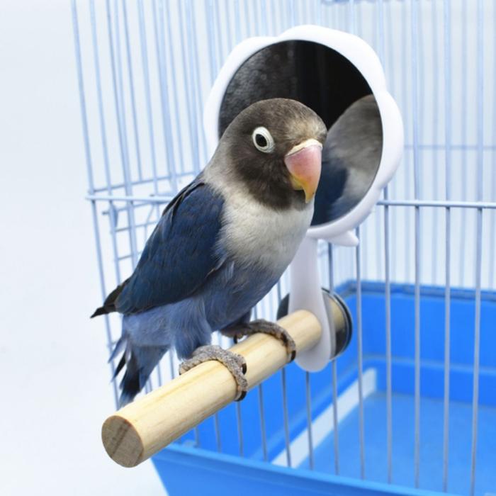 Parrot Perch Parrot  Stand Parrot Toy for Hens Handmade With Mirror