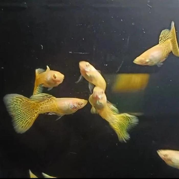 PROMO CUCI GUDANG ! ikan guppy Albino Yellow Lace Sepasang