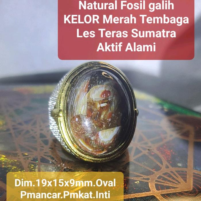 Natural Fosil galih KELOR MERAH Tembaga Aktif Alami Les Teras Les Bang Sumatra Motif Alam Pmncar Bo0