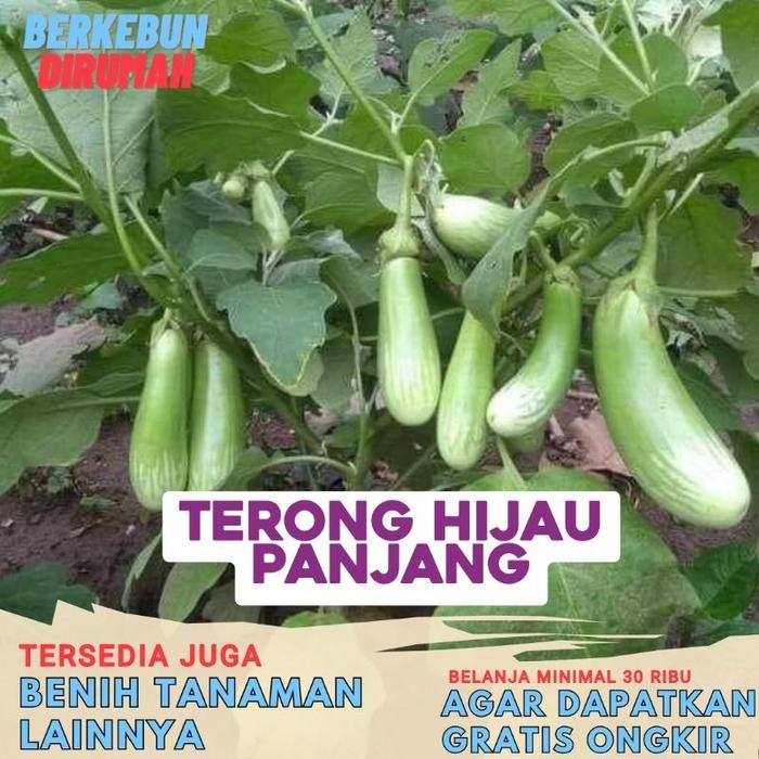 Benih Terong Hijau Panjang Hibrida Terung Hijau Panjang Bibit Berkebun Dirumah