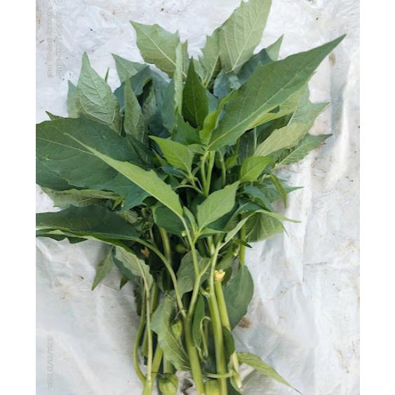 Daun Ciplukan Segar / Daun Cecendet Segar Alami