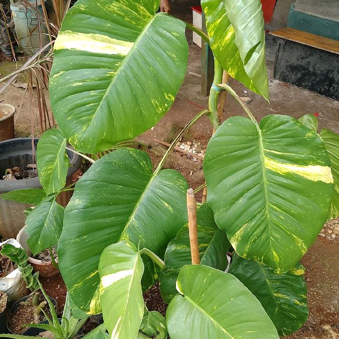 promo tanaman hias srigading jumbo