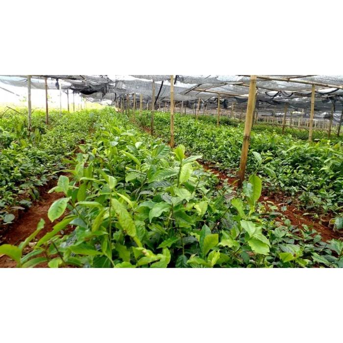 Bibit Tanaman unggul Teh hijau bibit teh pucuk 1Pcs