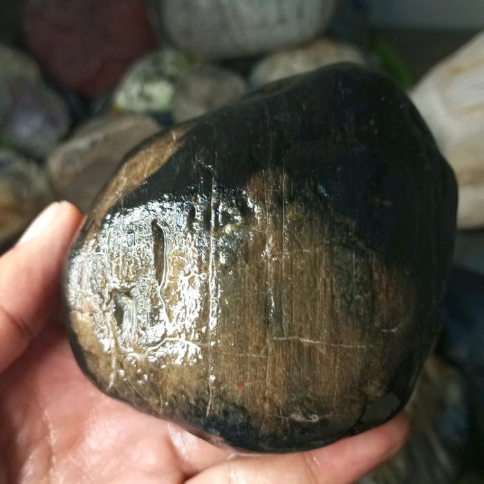 fosil stigi laut bulet utih alami