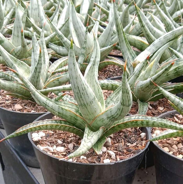 sanseviera hybrid Rudal on pot 10cm