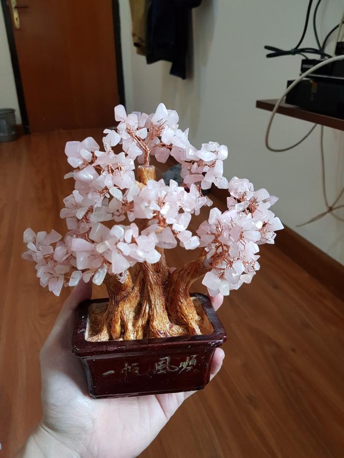 > pohon tanaman rejeki hiasan sakura sangjit imlek teratai bunga bibit RR