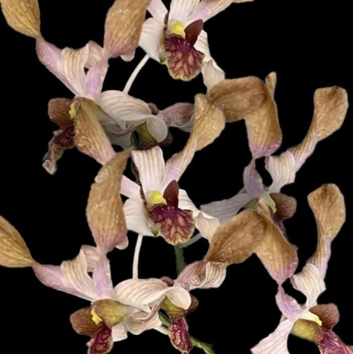 PROMO MURAH ANGGREK DENDROBIUM BER ID CHIFFON BROWN