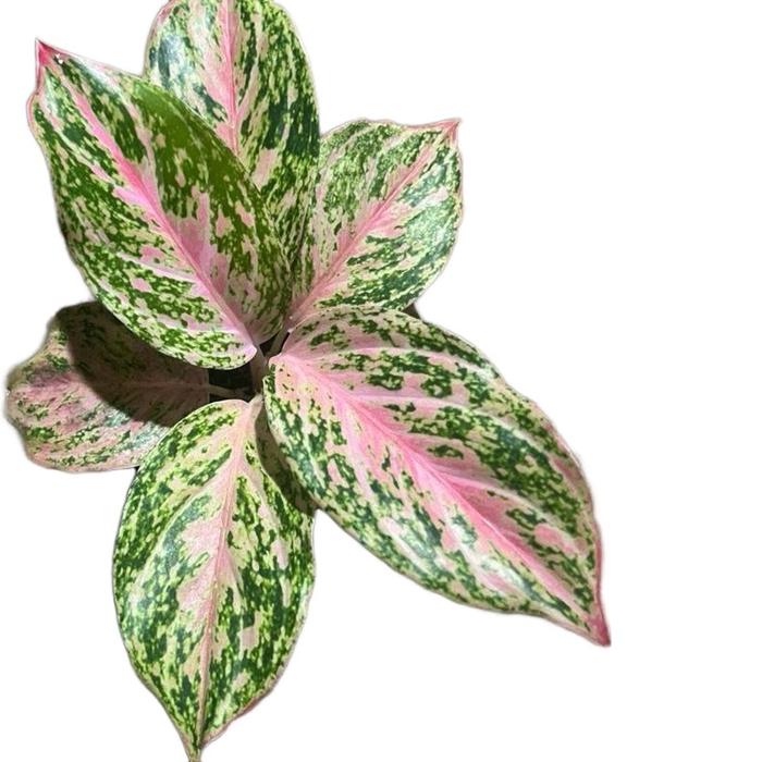 Aglonema Bidadari– Dekorasi Natural Premium Tanaman Alami
