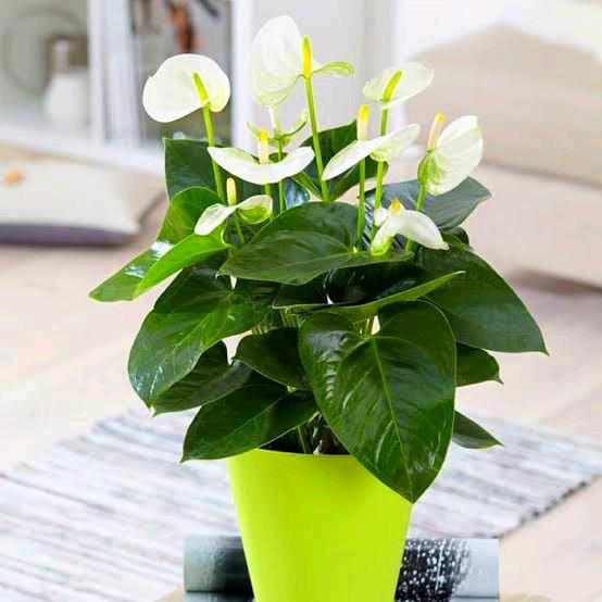 (COD) Tanaman hias mickey mouse putih - anthurium mickey mouse bunga putih - bunga asli - tanaman hi