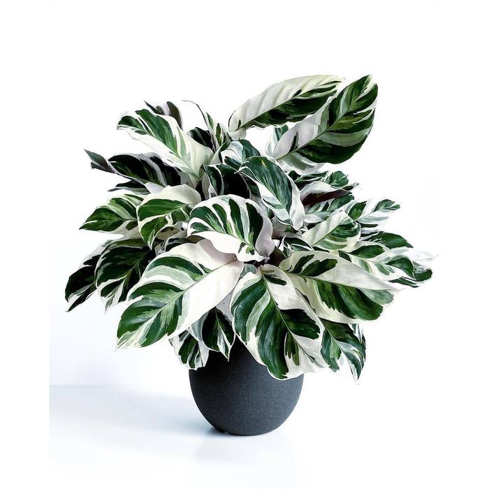Calathea White Fusion Tanaman Calathea Tanaman Hias Indoor Bunga Calathea Tanaman Hidup