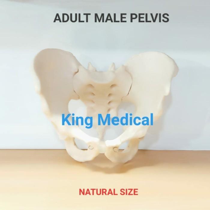 Alat Peraga/Manekin Adult Male Pelvis - Tulang Panggul Pria GL 8123