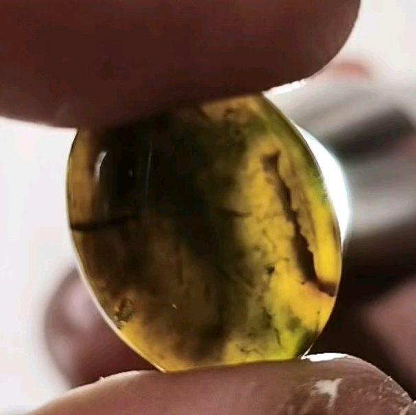 kelor kresnadana bali , nyuh buta , dadap rambut sedana , kelor badar mas