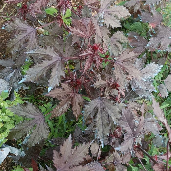red panama ( hibicus red panama)