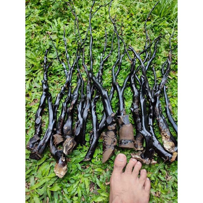 Bahan Akar Bahar Hitam Berserat Jumbo Maluku