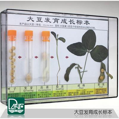 Soybean growth specimen Soybean growth process science teaching