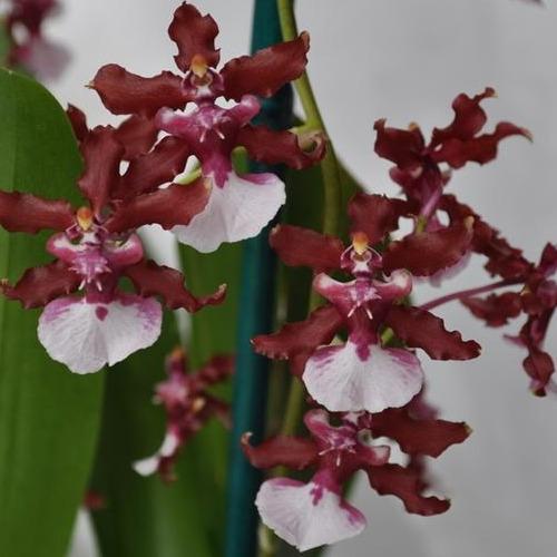 [ DEWASA ] Oncidium Sharry Baby: Anggrek Cokelat Beraroma Manis yang Siap Memikat