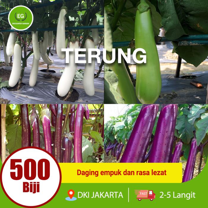 100/500 biji terong Putih/ungu/Hijau panjang-Berbagai jenis terong