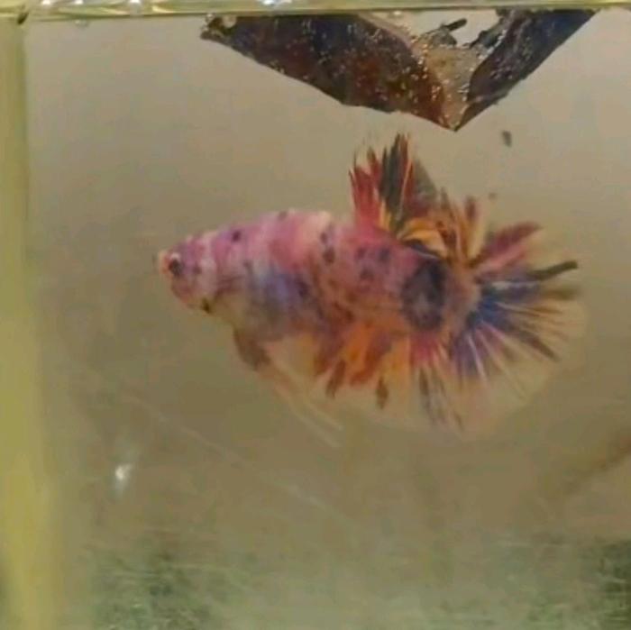 cupang betta giant multi colour