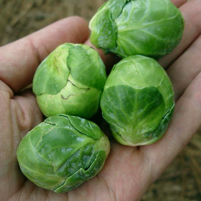 3pcs Benih Bibit Sayur Brussel Sprout / Kubis Mini Hijau/Ungu / Benih Brussel Seeds