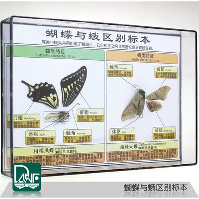 The difference between butterfly and moth specimens science teaching