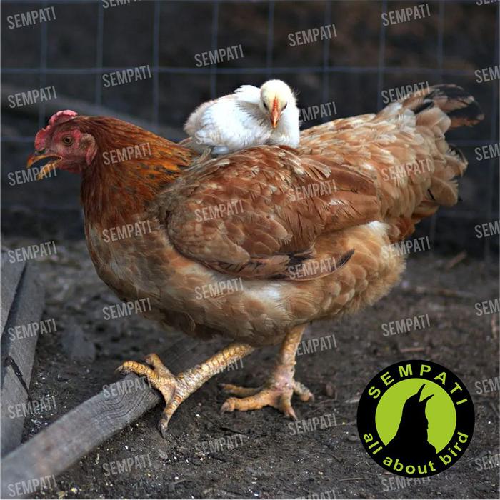 V22 BELMAN Super Vitamin Obat Ayam Original (Gambar Ayam Merah)